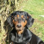 Alpinsk Dachsbracke