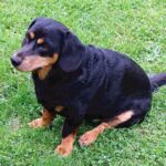 Alpinsk Dachsbracke