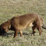 Alpinsk Dachsbracke