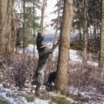 Amerikans Blå Gascone Hund