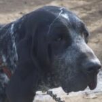 Amerikans Blå Gascone Hund