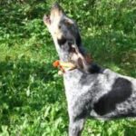 Amerikans Blå Gascone Hund