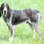 Amerikans Blå Gascone Hund