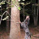 Amerikans Blå Gascone Hund