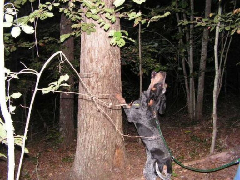 Amerikans Blå Gascone Hund