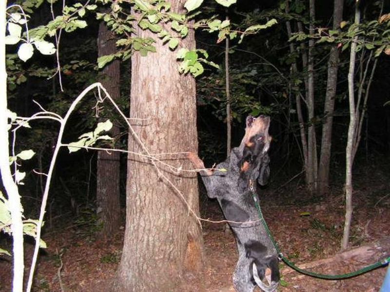 Amerikans Blå Gascone Hund