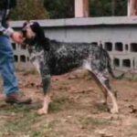 Amerikans Blå Gascone Hund
