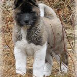 Amerikansk akita