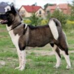 Amerikansk akita