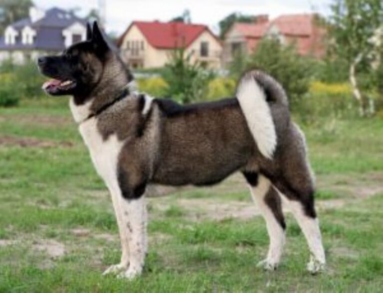 Amerikansk akita