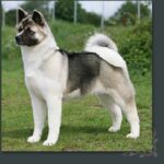 Amerikansk akita