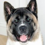 Amerikansk akita