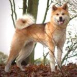 Amerikansk akita