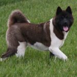 Amerikansk akita