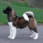 Amerikansk akita
