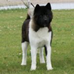 Amerikansk akita