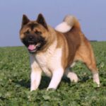 Amerikansk akita
