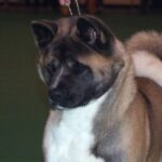 Amerikansk akita