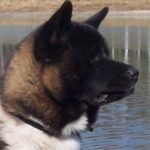 Amerikansk akita