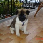 Amerikansk akita