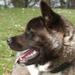Amerikansk akita