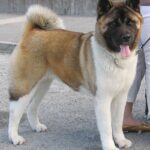 Amerikansk akita
