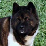Amerikansk akita