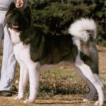 Amerikansk akita