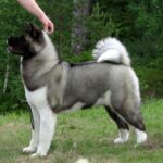 Amerikansk akita