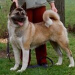 Amerikansk akita
