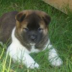 Amerikansk akita