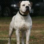 Amerikansk bulldog