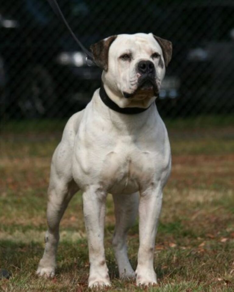 Amerikansk bulldog