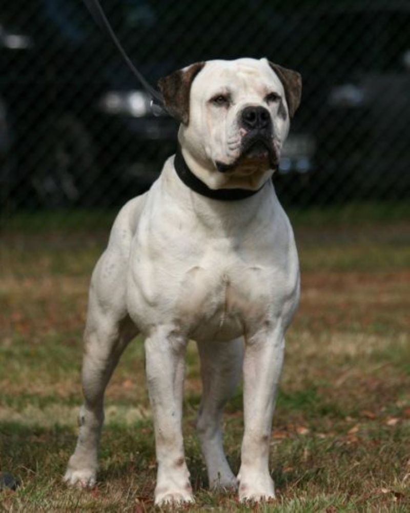 Amerikansk bulldog