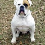 Amerikansk bulldog