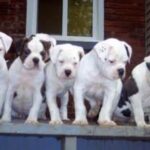 Amerikansk bulldog