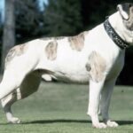 Amerikansk bulldog