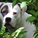 Amerikansk bulldog