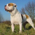 Amerikansk bulldog