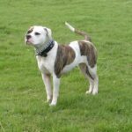 Amerikansk bulldog