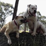Amerikansk bulldog