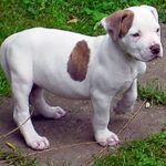 Amerikansk bulldog
