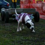 Amerikansk bulldog