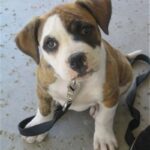 Amerikansk bulldog