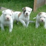 Amerikansk bulldog