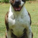 Amerikansk bulldog