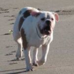 Amerikansk bulldog