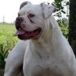 Amerikansk bulldog