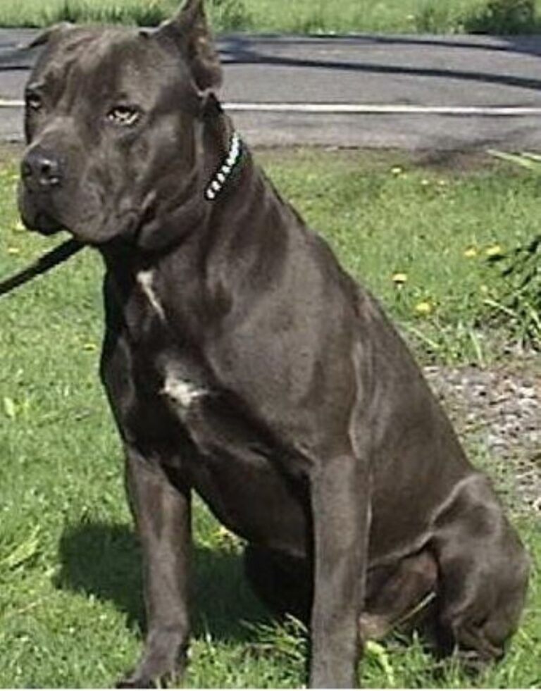 Amerikansk bullmolosser