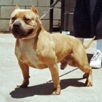 Amerikansk bully